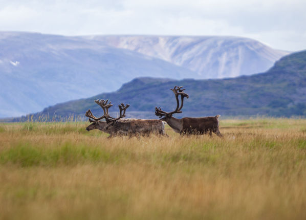 Bilder från Lapland